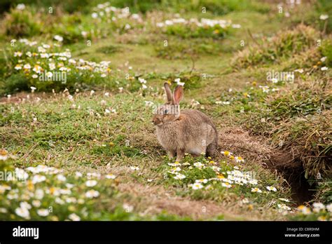 Coniglio Selvatico E Fiori Di Campo Immagini E Fotografie Stock Ad Alta