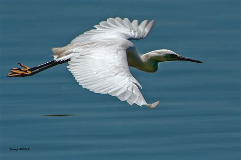 Snowy Egret In Flight Photograph By Stephen Johnson