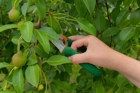 Perenboom Snoeien Gereedschap Methode En Beste Moment Eigenwijzetuin Be