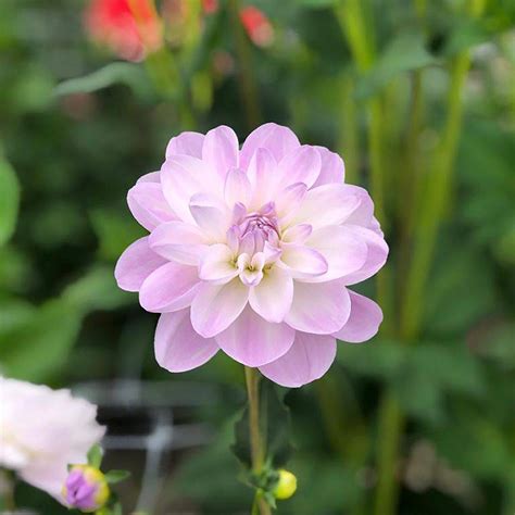 Dalia Porcelain 1 Szt FlowersBulbs Cebulki Kwiatowe