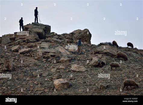 Troupeau De Bergers Banque De Photographies Et Dimages Haute The