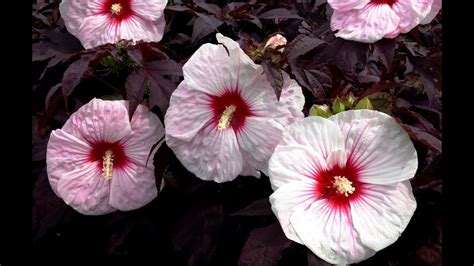 14 Different Types Of Hibiscus 2 Is My Favorite