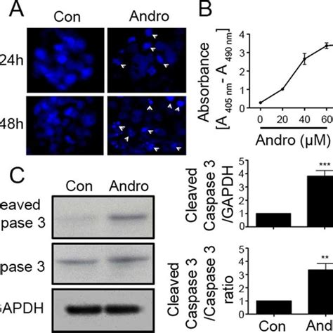 Andrographolide Suppresses Cell Proliferation And Clonogenicity In T84