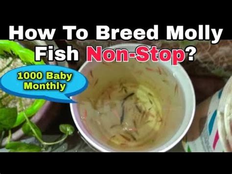 How To Breed Molly Fish In Small Tanks Important Tips For Breeding