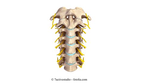 Anatomia Della Colonna Vertebrale E Dei Dischi Intervertebrali E