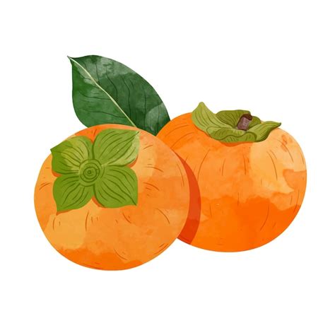 Premium Vector Persimmon Fruit Design Elements Watercolour Style