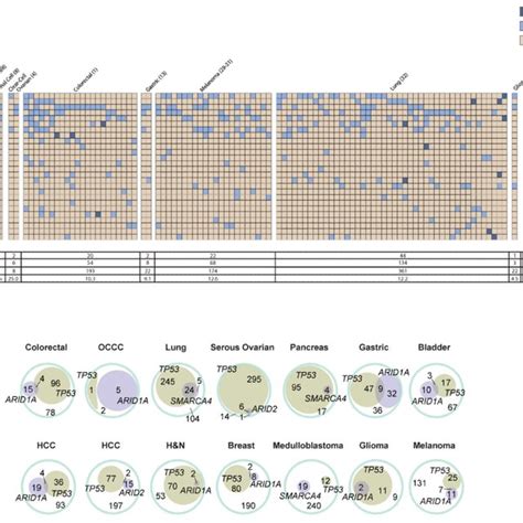 SWI SNF Complex Subunit Genes Are Mutated In Human Cancers With High