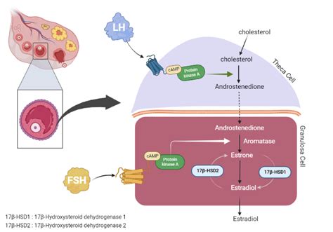 Menstrual Cycle My Endo Consult