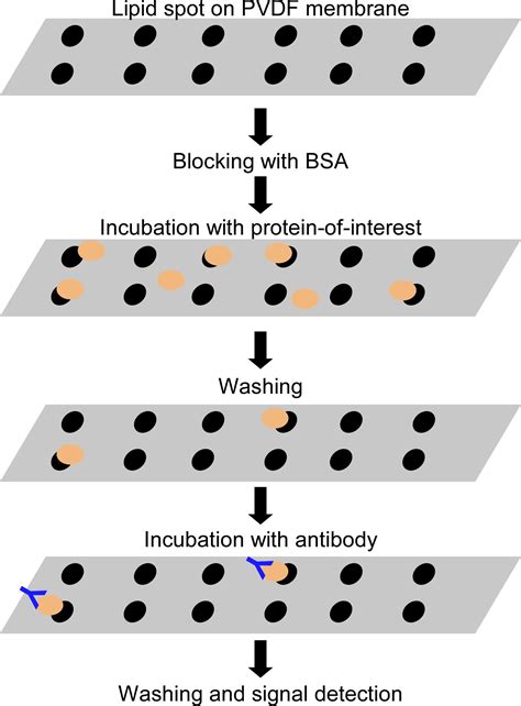 In Vitro Assays To Evaluate Specificity And Affinity In Protein