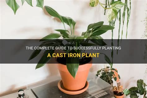 The Complete Guide To Successfully Planting A Cast Iron Plant Shuncy