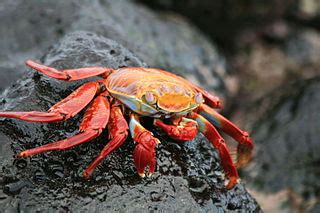 File:Bright red and orange crab on rocks 02.jpg - Wikimedia Commons