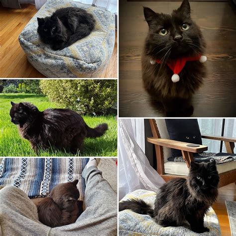 My 16 year old cat had a stroke, went to the vet, is on meds, and is