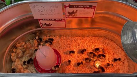 Baby Chicks At Tractor Supply Co Youtube