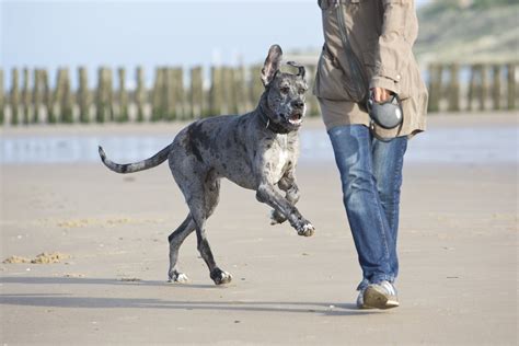 Upper Midwest Great Dane Rescue