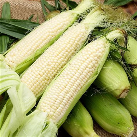 Corn Seeds (Heirloom) | Shop 9 Varieties | Eden Brothers