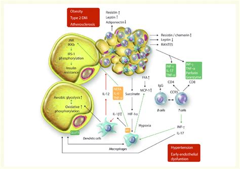 Interactions Between Adipocytes And Immune Cells At Different Stages Of