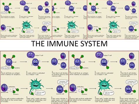 Ppt The Immune System Powerpoint Presentation Free Download Id 1955216