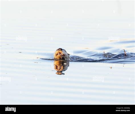 River Otter Swimming Stock Photo - Alamy