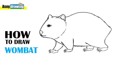 How To Draw Wombat Youtube