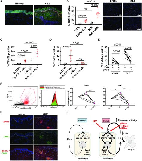 Ifn Promotes Uvb Induced Apoptosis In Cle A Tunel Staining Of