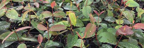 Strawberry Gum Rosebank Growers