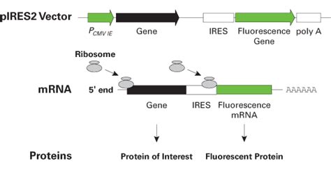 Acgfp1 Fluorescent Protein