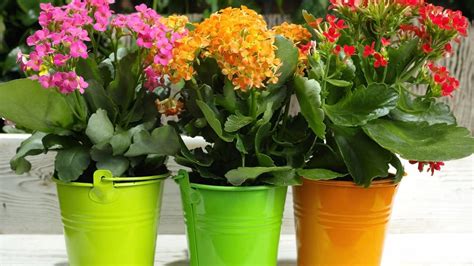 How To Grow And Care For Kalanchoe Bunnings Australia