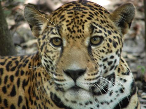 Rescue Endangered Wildlife in Guatemala - GlobalGiving