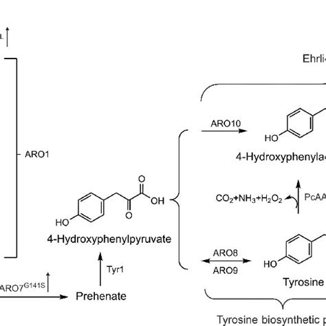 Biosynthetic Pathway For The Production Of Salidroside In S