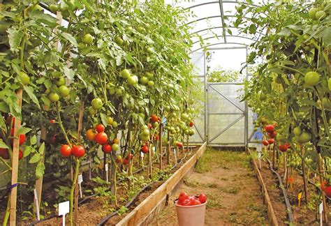 Propos Des Tomates En Serre Plantation Et Entretien Culture Dans