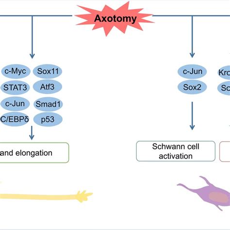 Transcription Factors Regulate Nerve Regeneration After Peripheral