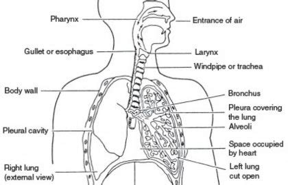 Respiratory System Drawing at PaintingValley.com | Explore collection ...