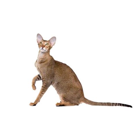 oriental cat breed purina australia
