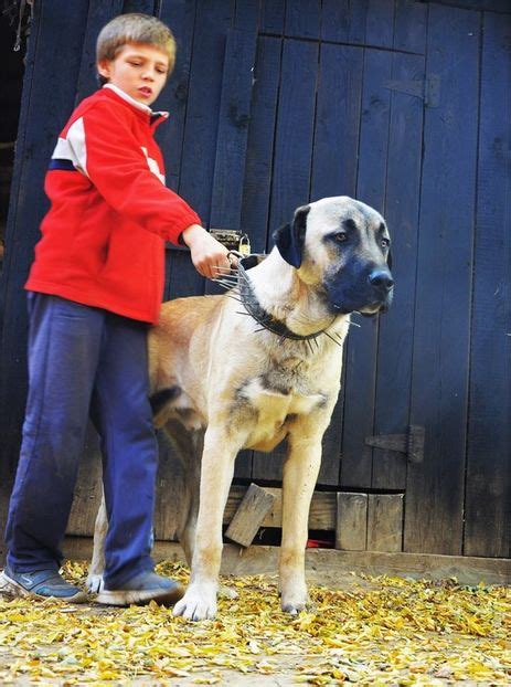 A 4 Kangal Ciobanesc De Anatolia Avem Catei Disponibili