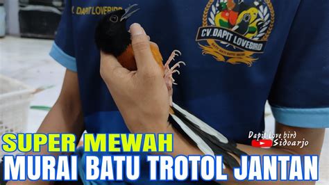 Murai Batu TrotoL Jantan Ekor Panjang Gacoran Ekor 20 Cm Di Jual