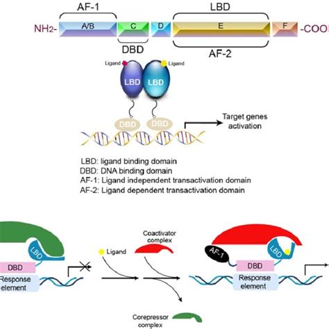 Protein Domains And Activation Of Nuclear Receptors A Top Schematic