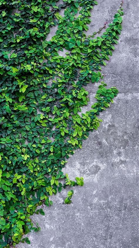 Ivy Vine Wallpaper 28 Images