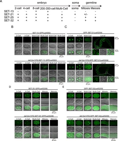 Figures And Data In H K Me Methylation Limits The Lifespan Of Daf