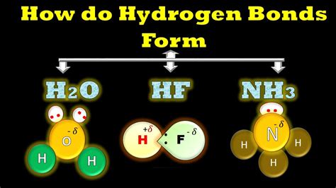 How Do Hydrogen Bonds Form In H2o Nh3 Hf Hydrogen Bonding Examples Digital Kemistry