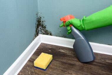 Using Hydrogen Peroxide for Mold Removal | Mold and Mildew