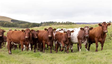 The Functional Suckler Cow The Beef Shorthorn Cattle Society