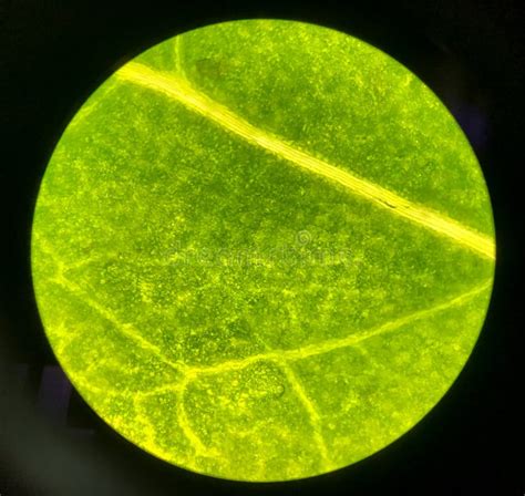 C Lulas En Las Plantas Verdes De La Hoja Con El Microscopio Foto De