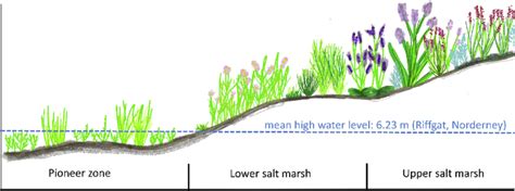 Salt marsh profile showing the zonation of each superior salt marsh... | Download Scientific Diagram