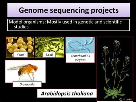 Whole genome sequencing of arabidopsis thaliana