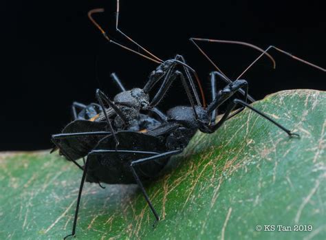 Assassin Bug Sycanus Sp Reduviidae 2g1a7502 Ks Tan Sg Flickr