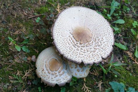 Toxic False Parasol Identification and Lookalikes - Mushroom Appreciation