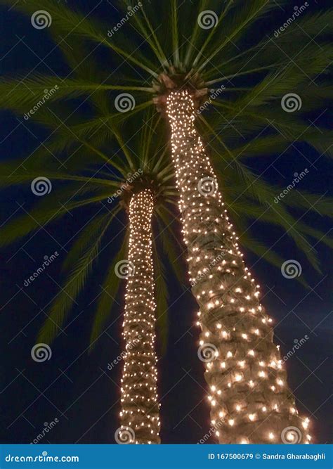 Illuminated Palm Trees Stock Image Image Of Illuminated 167500679