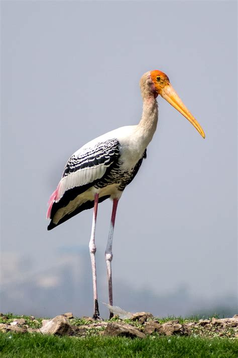 White Stork Perched On Brown Stick Hd Phone Wallpaper Peakpx