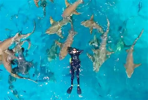 Woman Conquers Her Fear By Swimming With Over 20 Sharks Video Dailymotion