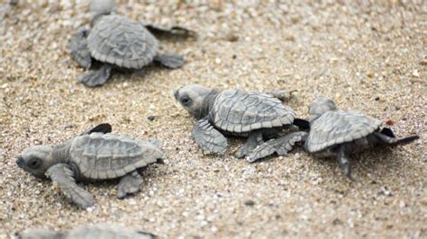 Record Di Caretta Caretta In Abruzzo Nate Tartarughe Rete